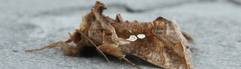 Kent Moth Group – this website now closed